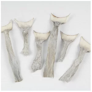 Suhi listi agave white washed na beli podlagi.