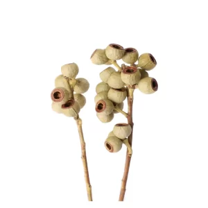 Ambernuts suhe veje na beli podlagi v naravni barvi.