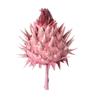 Artičoka cardoni suh cvet azalea frosted barve na beli podlagi.