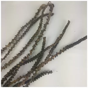 Banana steblo sušeno v naravni barvi na nevtralnem ozadju.