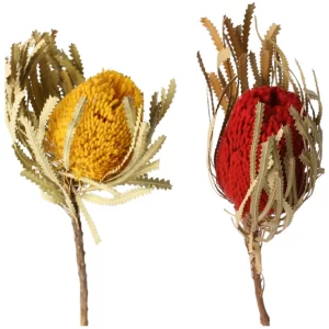 Banksia hookeriana suho cvetje v rumeni in rdeči barvi na beli podlagi.