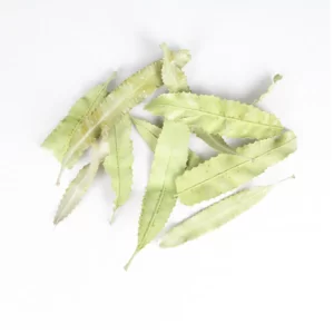 Zeleni banksia listi na beli podlagi.