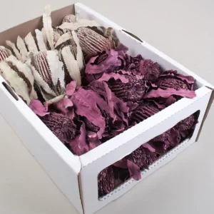 Banksia menziesi suho cvetje v različnih barvah v beli škatli.