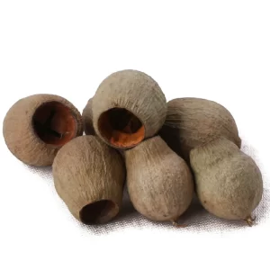 Naravni rjavi plodovi Bellgums na belem ozadju