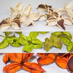 Plodovi bombažne čaše v treh barvah na svetlem ozadju: zgoraj natur, na sredini zeleni, spodaj oranžni