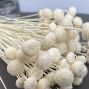 Beli cvetovi Botao Amarello na temni mizi