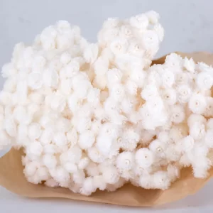 Beli cvetovi Immortelen v rjavi papirnati vrečki