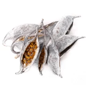 Belkasti plodovi Brachyciton na belem ozadju