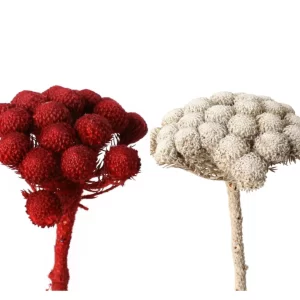 Suha veja brunia albiflora v rdeči in beli barvi na belem ozadju.