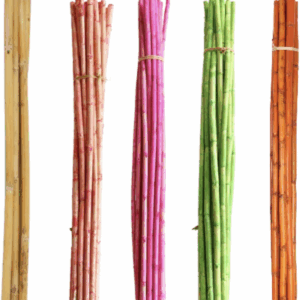 Canna palice barvane.