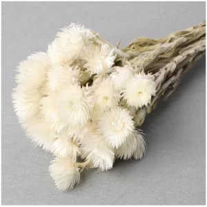 Naravni cvetovi Capblumen na sivem ozadju