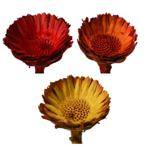 Compacta rozeta suho cvetje v različnih barvah na beli podlagi.