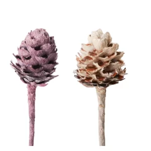 Dve suhi veji daphnoides v brombeer frosted in white washed barvah na belem ozadju.