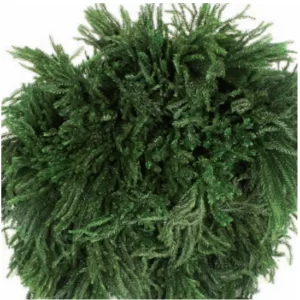 Prepariran zelen Erika mah na belem ozadju