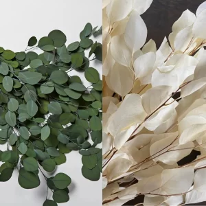 Preparirani Eucaliptus populis: na levi zeleni listi na belem ozadju, na desni beljeni na temnem ozadju