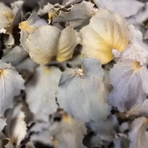 Hakea listi natur barve.