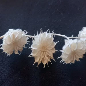 Bele veje Stefanie na temnem ozadju