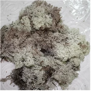 Naravni islandski mah na svetlem ozadju