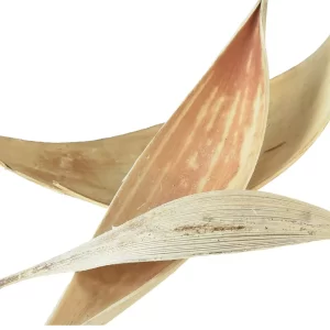 Kokos lupine beljene