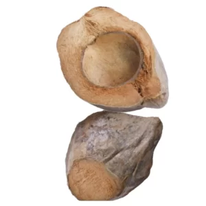 Kokos oreh polovice natur.