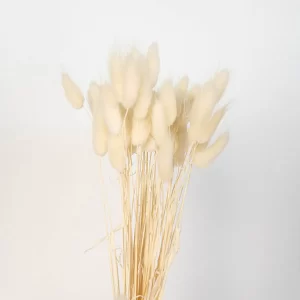 Naravni pljuvi Lagurus na svetlem ozadju