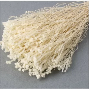 Bež pljuvi Lanuginosa na sivem ozadju