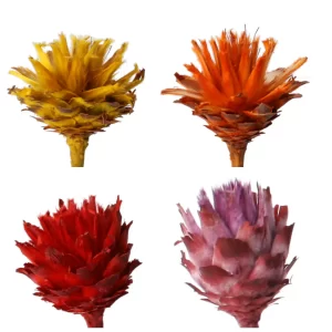 Štiri leucospernum veje rumene, oranžne, rdeče in erika barve na beli podlagi.