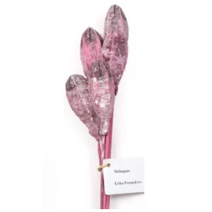 Mehogni v frosted na palici.