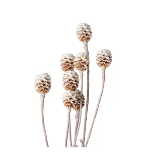 Suhe veje meridianum v white wash barvi na nevtralnem ozadju.