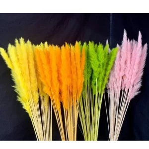 Mini pljuvi pampas v barvah rumena, oranžna, zelena in roza na temnem ozadju