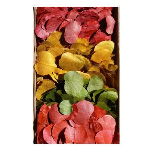 Moneta listi različnih barv v škatli.