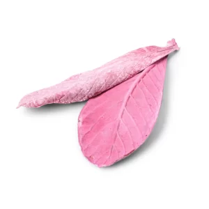 Oldenburgia listi fuchsia frosted barve na beli podlagi.