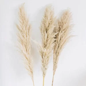 Tri naravni pampas pljuvi v naravni barvi na sivem ozadju