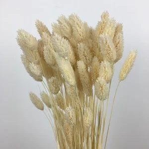 Naravni pljuvi Phalaris na svetlem ozadju