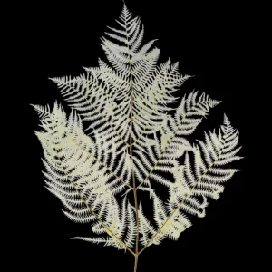 Beljena praprot na temnem ozadju