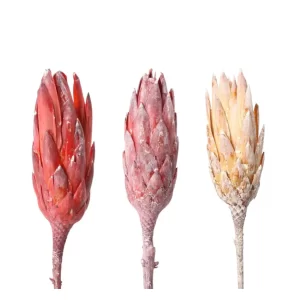 Protea repens cvet v več barvah, sušena na beli podlagi.