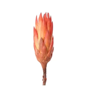 Posušen cvet protea repens v rdeči barvi na belem ozadju.