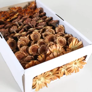Asortima protea rozeta suhega cvetja različnih velikosti v natur barvi v beli škatli.