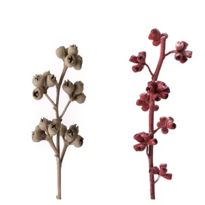 Red gum suhe veje v taupe frosted in red frosted barvah na beli podlagi.