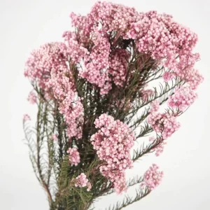 Rožnati cvetovi Rice Flower z zelenim steblom na svetlem ozadju