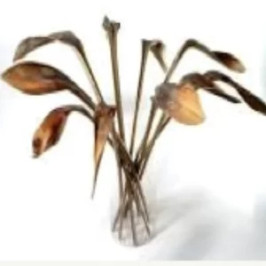 Rogati čevelj natur