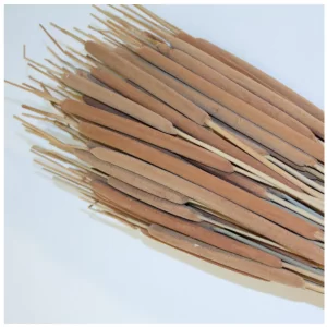 Rogoz v natur barvi, sušen, na nevtralni podlagi.