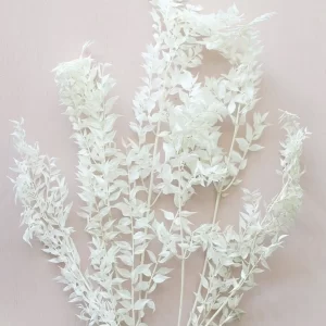 Beli Ruscus na svetlem ozadju