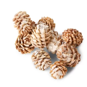 Belkasti plodovi Salignum na belem ozadju