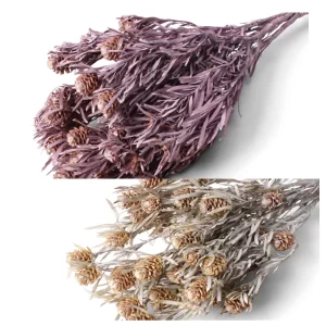 Suhe veje salignum foliage v brombeer frosted in white washed barvi na nevtralnem ozadju.