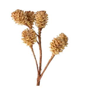 Suhe, svetle veje salignum na nevtralnem ozadju.