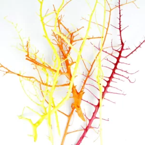 Stepski grm barvani rumena, oranžna in rdeča barva.