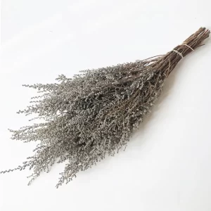 Sivi Stoebe na svetlem ozadju