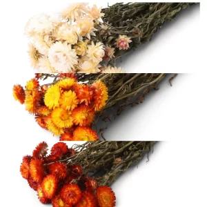 Cvetovi Strawflower v treh barvah na svetlem ozadju: zgoraj cream, v sredini oranžni, spodaj rdeči