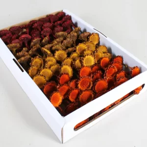 Susannae rozeta suho cvetje v različnih barvah v beli škatli.